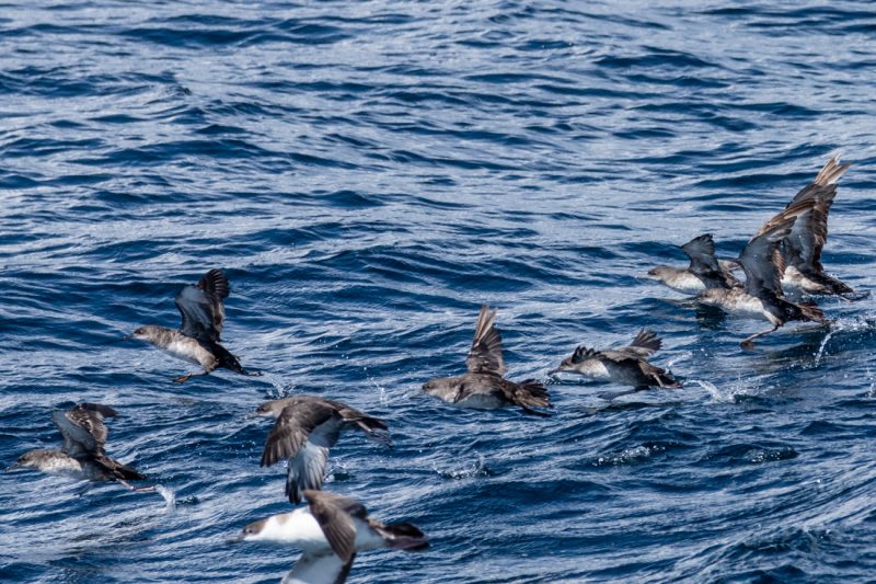 Envol de Puffins des Baléares dans le Mor Braz